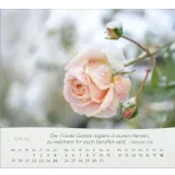 Stimmungsbild zu Rosen 2026 - Tischkalender