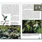 Stimmungsbild zu Die ersten Gipfelstürmer