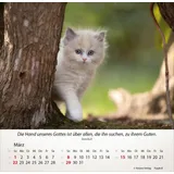 Stimmungsbild zu Katzen 2026 - Tischkalender