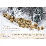 Stimmungsbild zu Der gute Hirte 2026 - Postkartenkalender