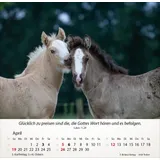 Stimmungsbild zu Pferde 2026 - Tischkalender