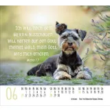 Stimmungsbild zu Hunde 2026 - Minikalender