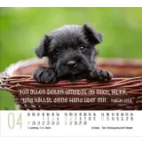 Stimmungsbild zu Hunde 2026 - Minikalender