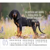 Stimmungsbild zu Hunde 2026 - Minikalender