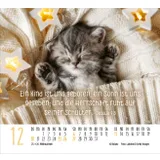 Stimmungsbild zu Katzen 2026 - Minikalender
