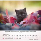 Stimmungsbild zu Katzen 2026 - Tischkalender