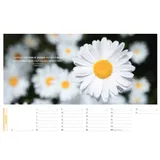 Stimmungsbild zu Life is more 2026 - Panorama-Tischkalender