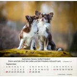 Stimmungsbild zu Hunde 2026 - Tischkalender