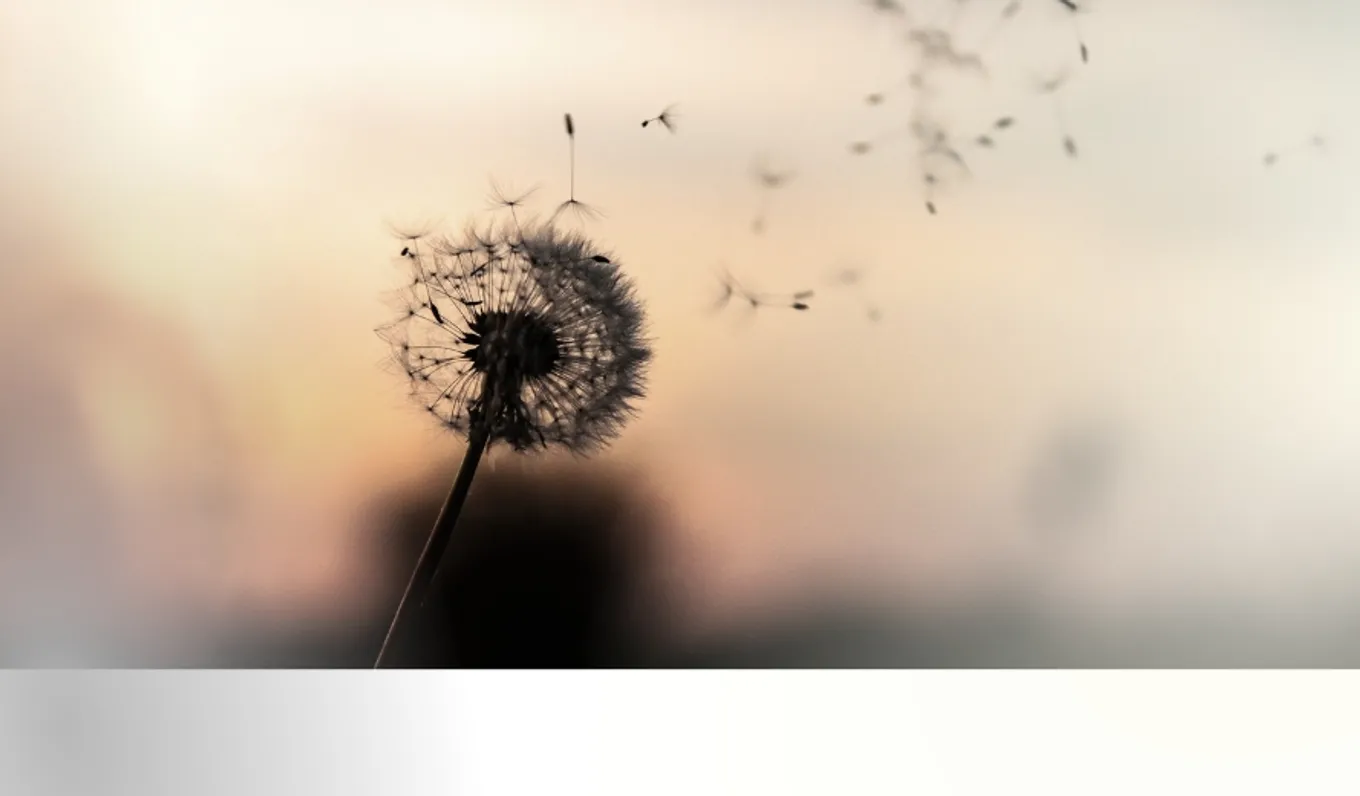 Bild zum Beitrag - Trauer und Trost