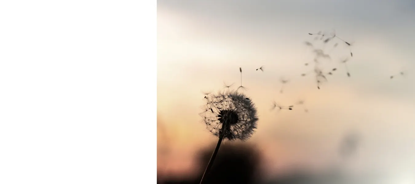 Banner - Trost finden in der Trauer