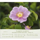 Stimmungsbild zu Rosen 2026 - Tischkalender