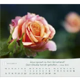 Stimmungsbild zu Rosen 2026 - Tischkalender