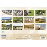 Stimmungsbild zu Der gute Hirte 2026 - Postkartenkalender