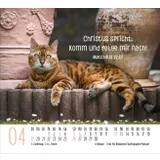 Stimmungsbild zu Katzen 2026 - Minikalender
