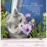 Stimmungsbild zu Katzen-Tatzen 2026 - Wandkalender