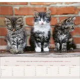 Stimmungsbild zu Katzen 2026 - Wandkalender
