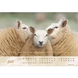 Stimmungsbild zu Der gute Hirte 2026 - Postkartenkalender