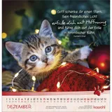 Stimmungsbild zu Katzen-Tatzen 2026 - Wandkalender