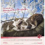 Stimmungsbild zu Katzen-Tatzen 2026 - Wandkalender