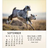 Stimmungsbild zu Meine kleinen Freunde 2026 - Tischkalender