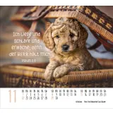 Stimmungsbild zu Hunde 2026 - Minikalender