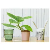 Stimmungsbild zu feste feiern – Postkartenbuch