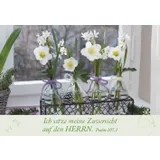 Stimmungsbild zu Neujahrslose "Garten"