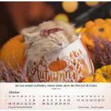 Stimmungsbild zu Katzen 2026 - Tischkalender