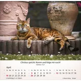 Stimmungsbild zu Katzen 2026 - Tischkalender