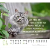 Stimmungsbild zu Katzen 2026 - Minikalender