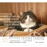 Stimmungsbild zu Katzen 2026 - Minikalender