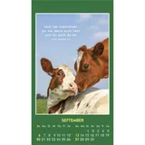 Stimmungsbild zu Hallo Du 2026 - Aufkleber-Kalender