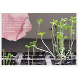 Stimmungsbild zu FrühlingsGlück - Postkartenbox