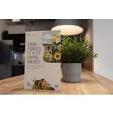 Stimmungsbild zu Bäume pflanzen, die in den Himmel wachsen