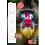 Stimmungsbild zu Der ultracoole KLÄX-Kalender 2026