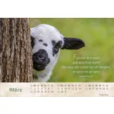 Stimmungsbild zu Der gute Hirte 2026 - Postkartenkalender