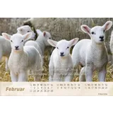 Stimmungsbild zu Der gute Hirte 2026 - Postkartenkalender