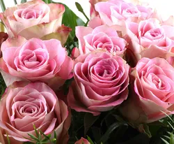 Bild zum Newsbeitrag - 100.000 Unvergessen-Alben