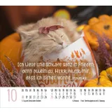 Stimmungsbild zu Katzen 2026 - Minikalender