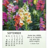 Stimmungsbild zu Ich wünsch dir Freude 2026 - Tischkalender