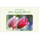 Stimmungsbild zu Blütenreiche Bibelverse - Karten