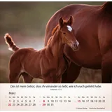 Stimmungsbild zu Pferde 2026 - Tischkalender