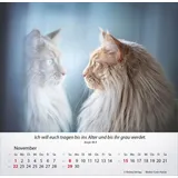 Stimmungsbild zu Katzen 2026 - Tischkalender