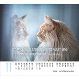 Stimmungsbild zu Katzen 2026 - Minikalender