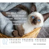 Stimmungsbild zu Katzen 2026 - Minikalender