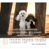 Stimmungsbild zu Hunde 2026 - Minikalender