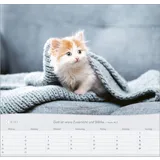 Stimmungsbild zu Katzen 2026 - Wandkalender