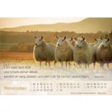 Stimmungsbild zu Der gute Hirte 2026 - Postkartenkalender